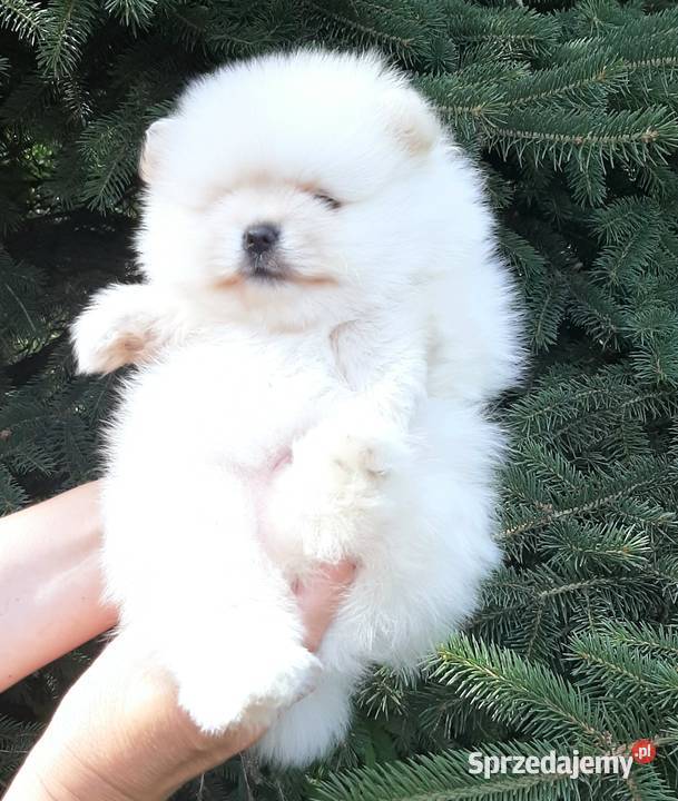 Szpic miniaturowy pomeranian piesek miś Pabianice