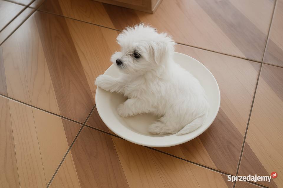 Śliczne maltańczyki zachodniopomorskie Gryfice