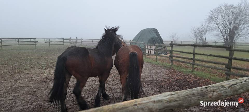 Sprzedam konie zimnokrwiste Nowe Karmonki sprzedam