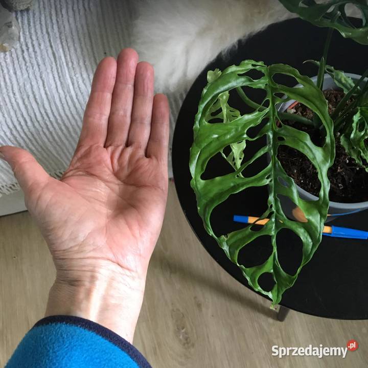 Monstara Peru Obliqua Warszawa