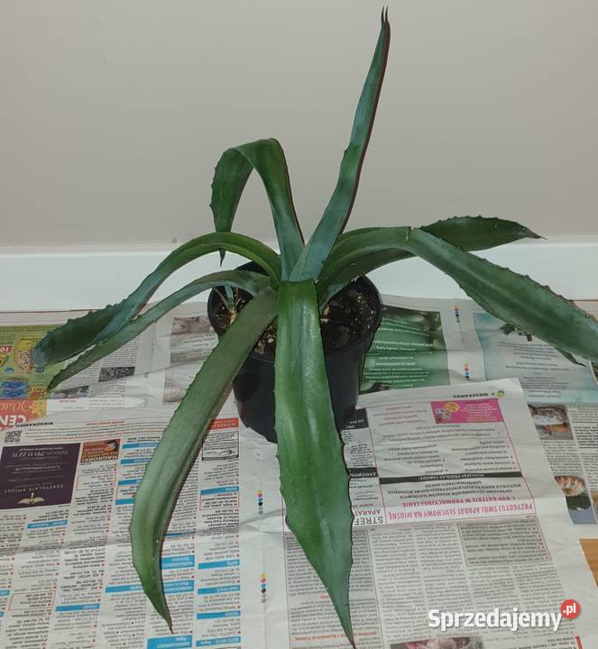 Duża wieloletnia agawa rozpiętość 73 sprzedam
