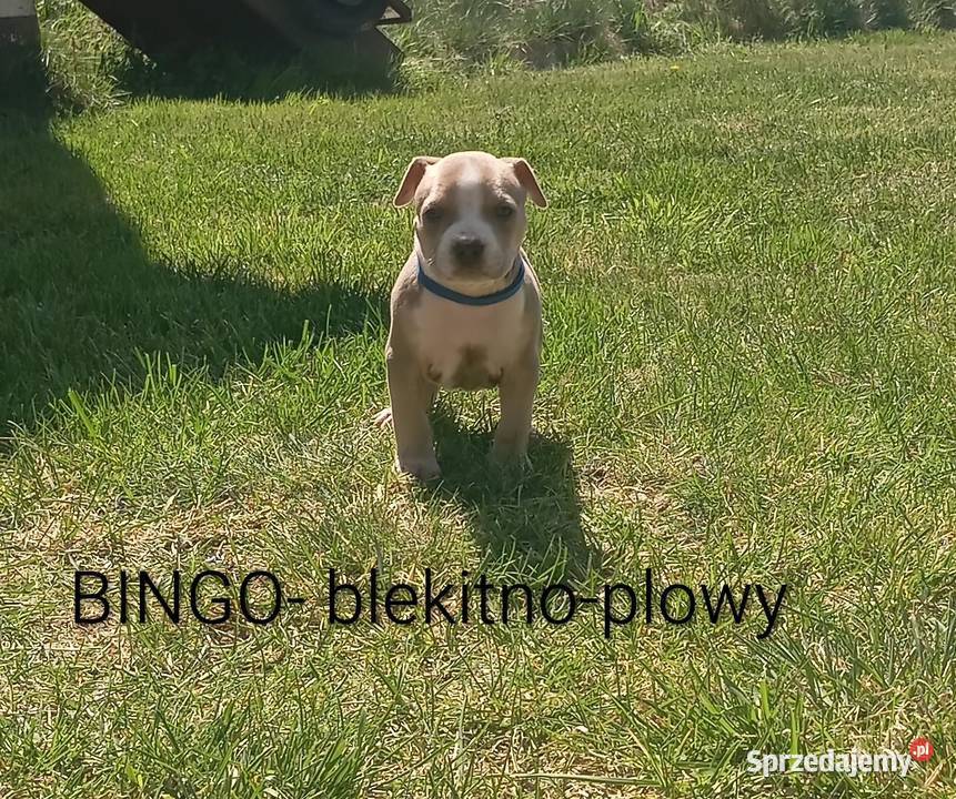American Staffordshire Terrier