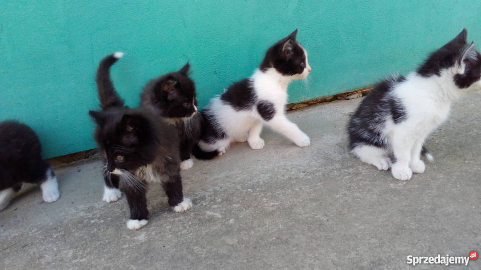 oddam małe kotki małą odpłatnością Ropczyce