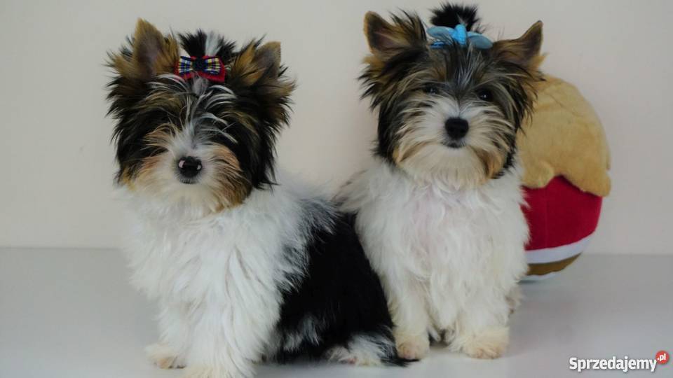 Biewer Yorkshire Terrier z metrykami ZKwP FCI York Poddębice