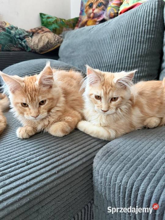 Gandalf Maine Coon Starogard Gdański sprzedam