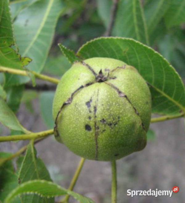 ORZESZNIK PIĘCIOLISTKOWY Carya ovata NASIONA 40 kujawsko-pomorskie Lubanie