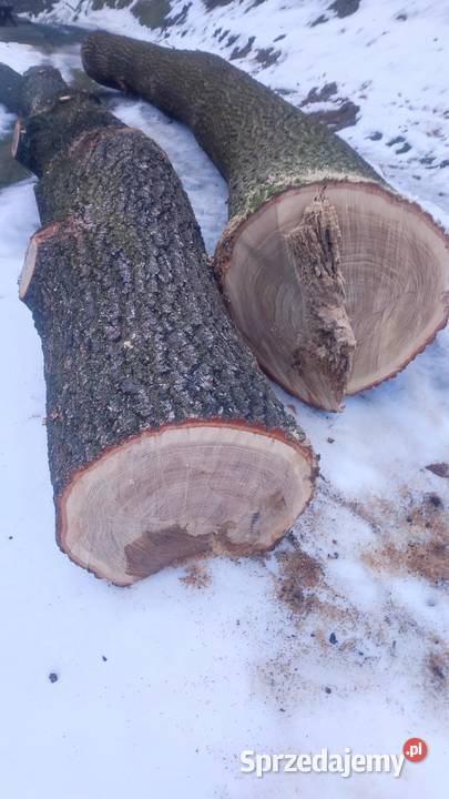 Dąb w klocu sprzedam