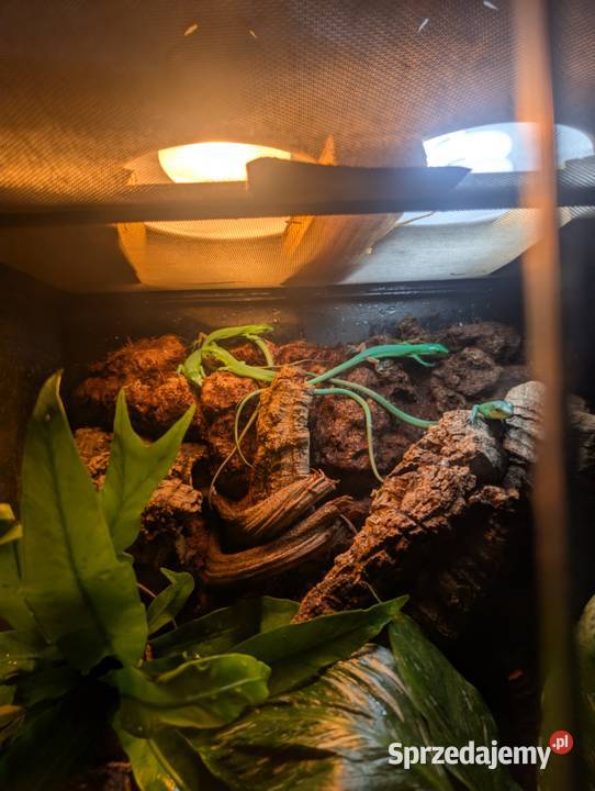 Gastropholis prasina jaszczurka szmaragdową Olsztyn