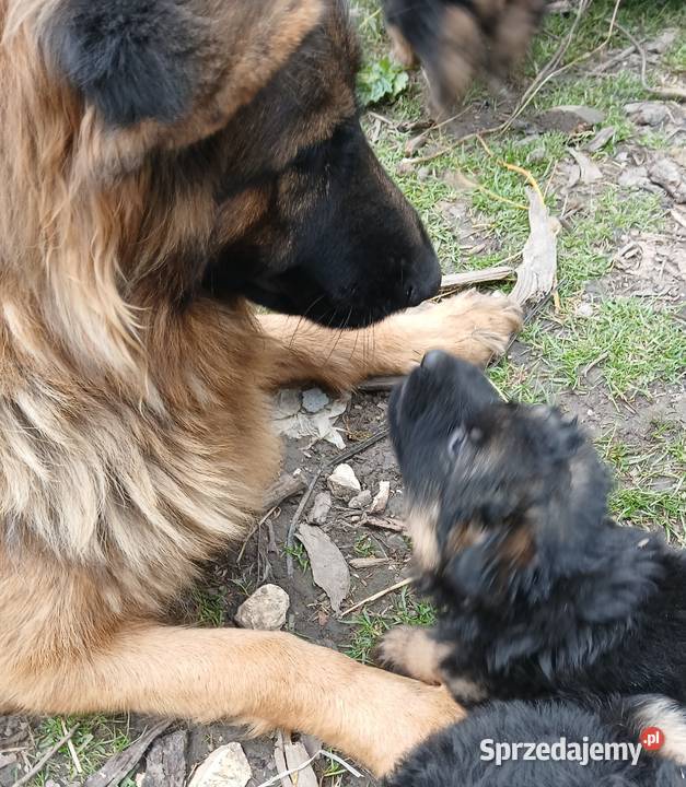 Sprzedam szczeniaki rasy owczarek niemiecki Busko-Zdrój