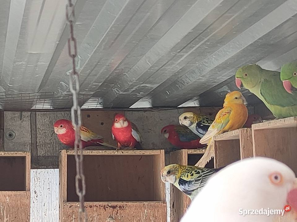Aleksandretty obrozne i inne papugi Bełchatów