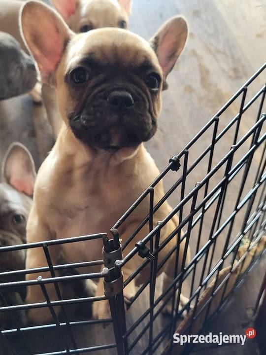 Buldog francuski Lubin