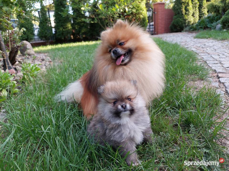 Reproduktor Pomeranian FCI ZKwP Krycie szpic Dla zwierząt Legnica