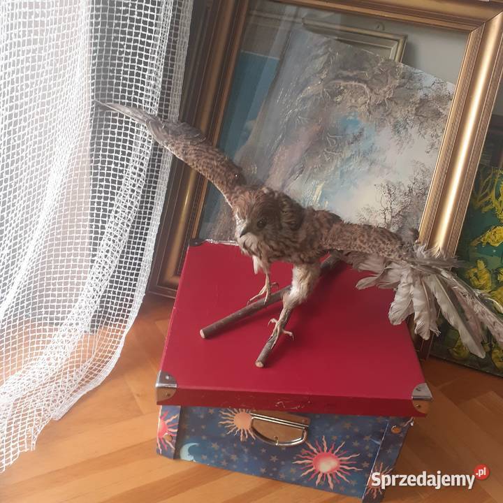 Pustułka ptak wypchany tanio Łopuszno