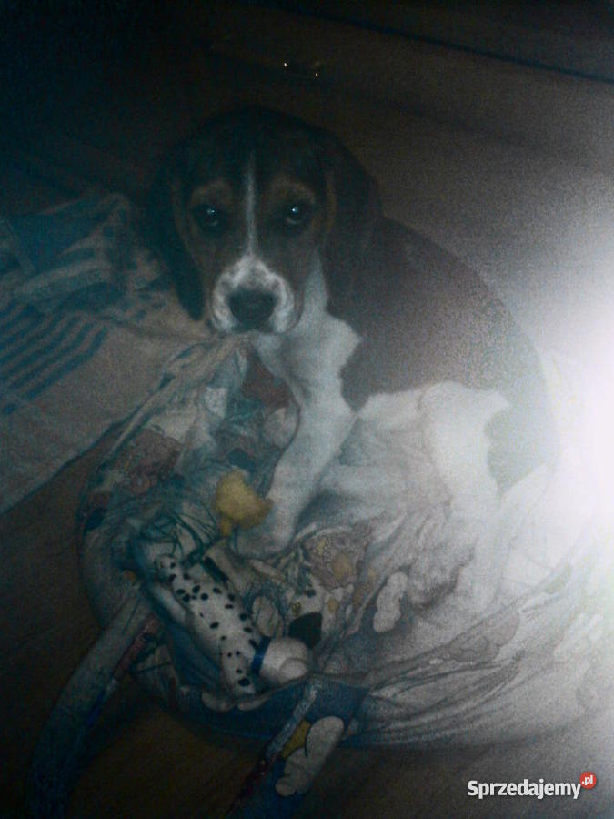 Beagle szczeniak Psy Iława
