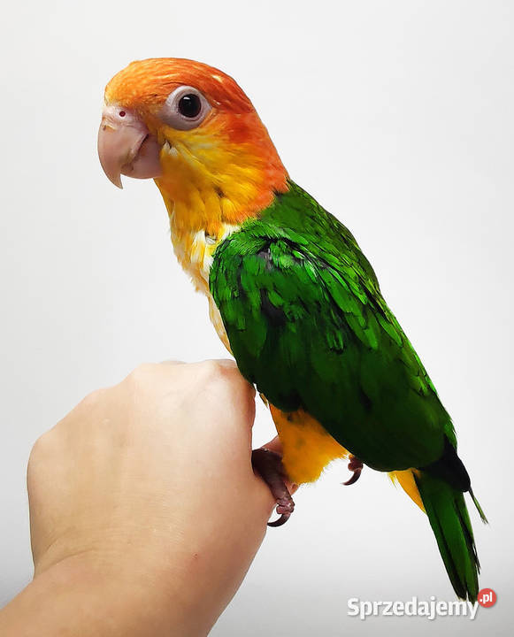 Papuga, ręcznie karmiona, barwinka białobrzucha