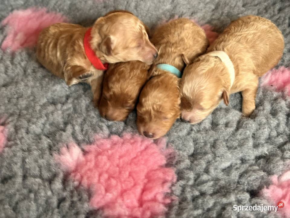 Pudel toy Częstochowa