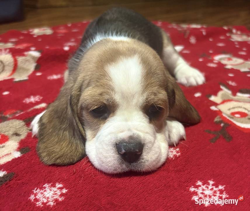 Sprzedam pieski łódzkie Łódź