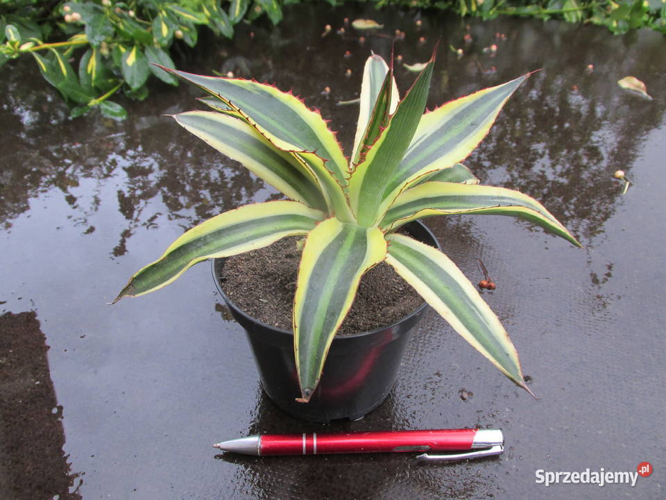 Agawa w czterech kolorach Agave lophantha Pozostałe