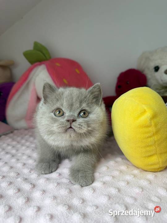 Piękny liliowy kocurek z legalnej hodowli Perła Dąbrowa Górnicza sprzedam