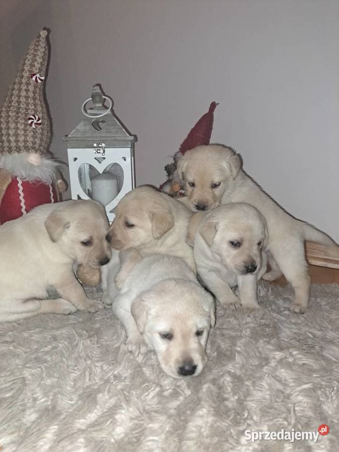 Labrador Retriever szczeniaki