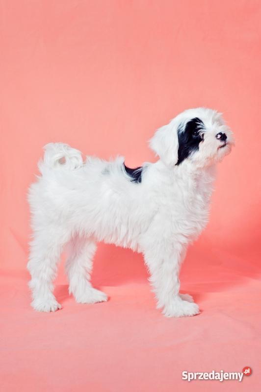 TERIER TYBETAŃSKI SZCZENIĘTA INTERCHAMPIONACH