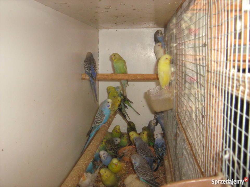 Sprzedam papugi faliste sprzedam