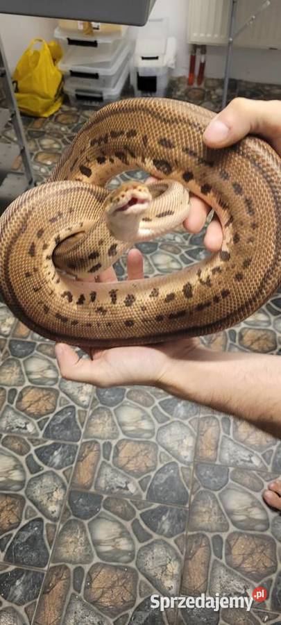 Sprzedam regiusa pastel leopard clown Gady i płazy