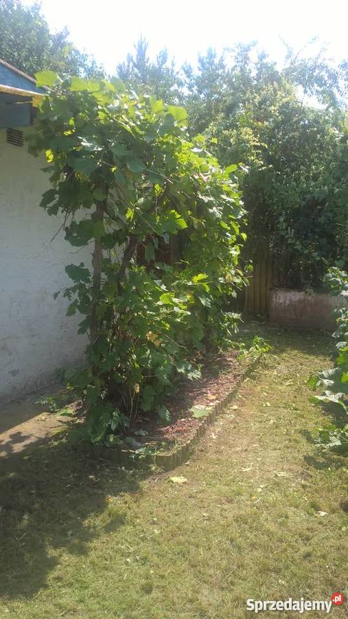 Pod lasem działka 200zł/m2 dolnośląskie Wrocław