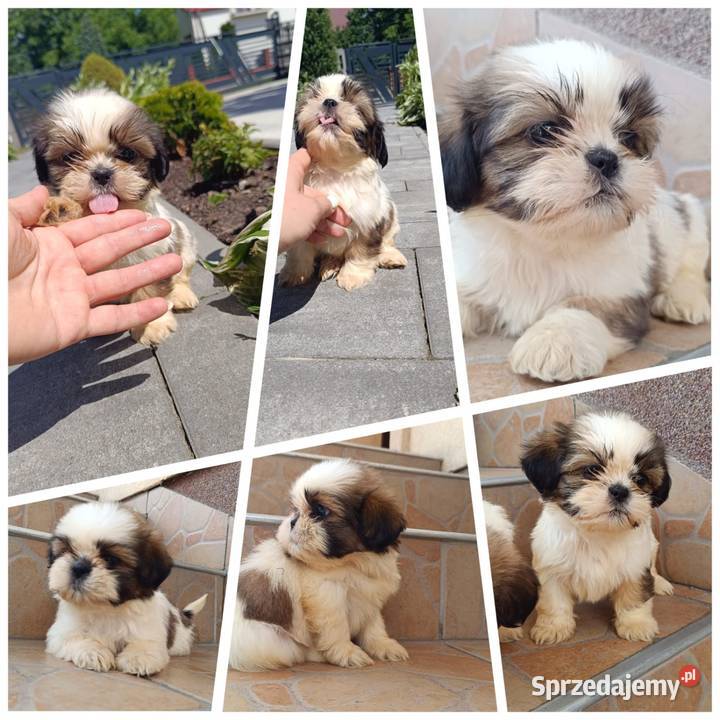 Szczeniaki shih tzu małopolskie Tarnów