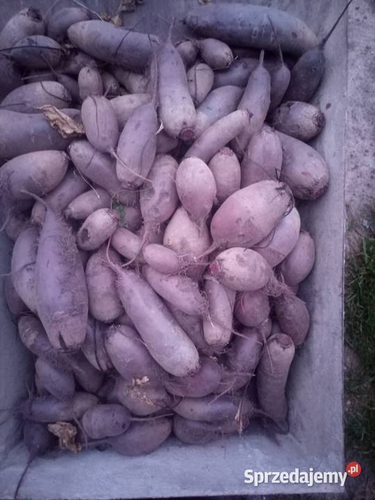 WarzywaZboża z małego gospodarstwa Łosice