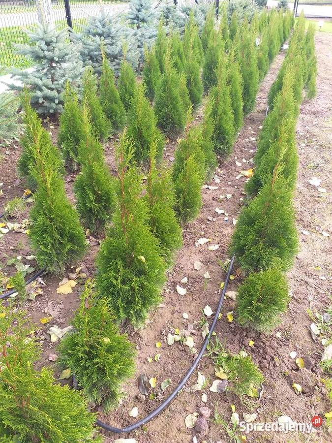 Tuja Thuja Smaragd Szmaragd Śniadka Druga