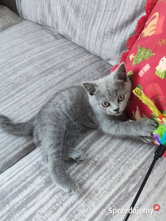 Kotka Brytyjska krótkowłosa niebieska Limonka mazowieckie Brwinów