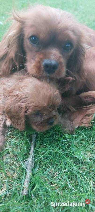Cavalier king charles spaniel Łużna sprzedam