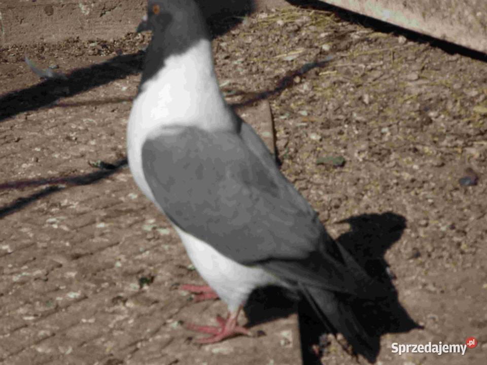 sprzedam gołębie Podborze