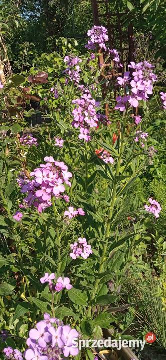Wieczornik damski bylina do ogrodu pachnie Nowy Sącz