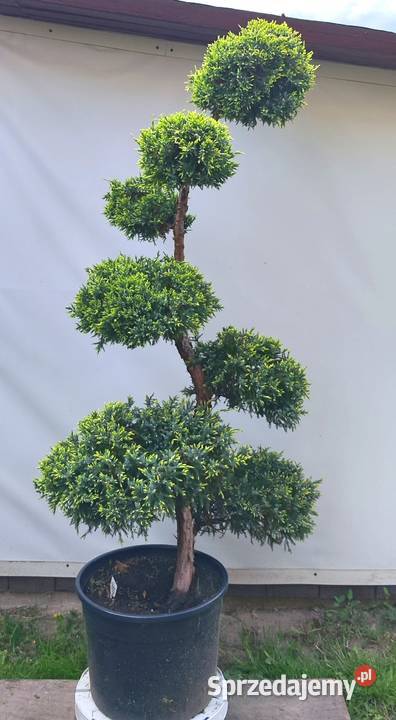 Bonsai Niwaki jałowiec łuskowy Holger Medynia Łańcucka