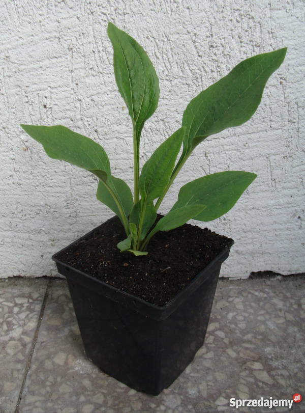 JEŻÓWKA Echinacea Green Twister sadzonki w Ustronie