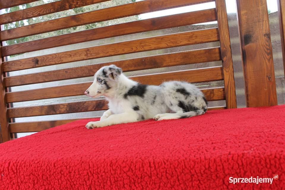 Border collie Blue merle Radwan