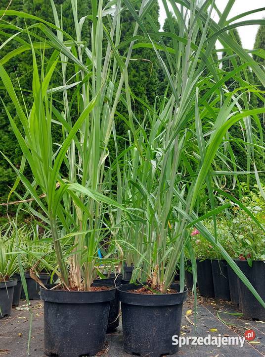 Trawy ozdobne sadzonki wysyłka Stromiec sprzedam