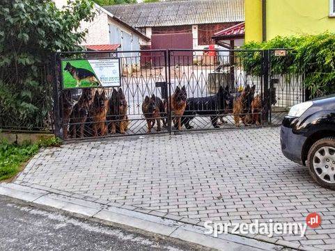 Owczarek niemiecki długowłosy potężnej budowy Klimontów