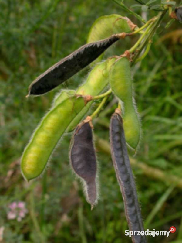 ŻARNOWIEC MIOTLASTY Cytisus scoparius Nasiona Dom i Ogród Lubanie
