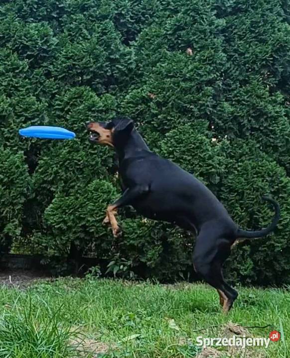 Pinczer średni niemiecki Fdration Cynologique