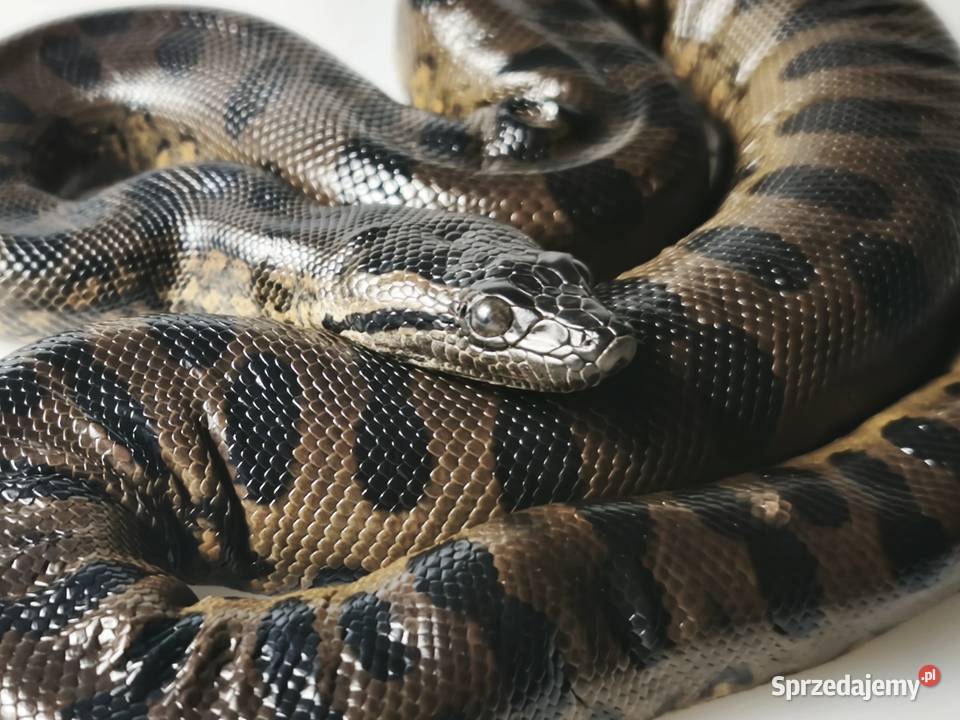 anakonda zielona młody osobnik samica Wałbrzych