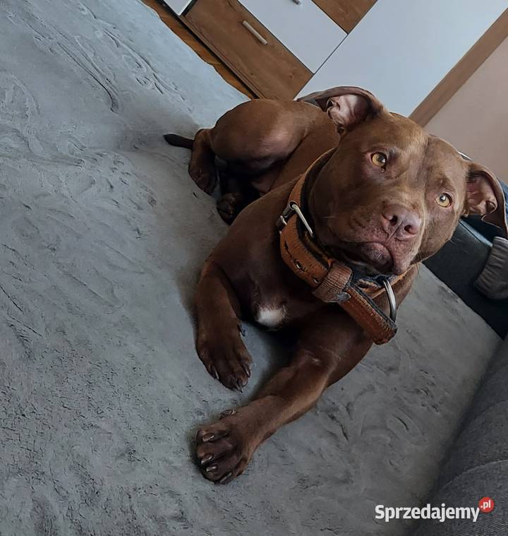 American Pit Bull Terrier