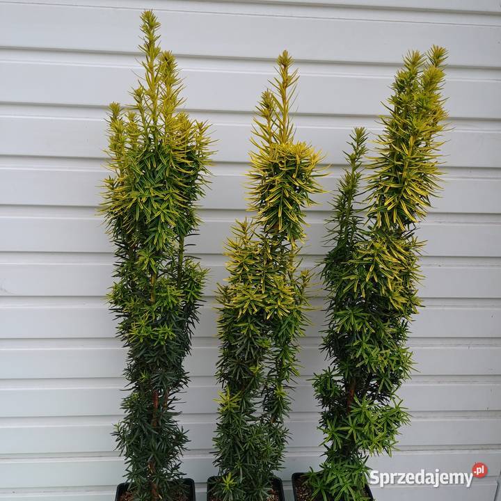 Cis pospolity David 90 100 w doniczkach Tuczępy