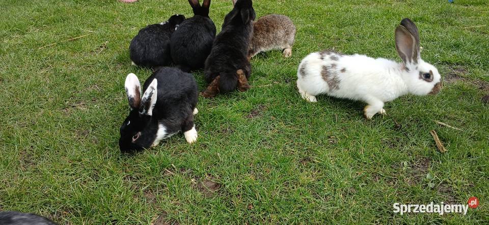 Króliki świętokrzyskie Solec-Zdrój