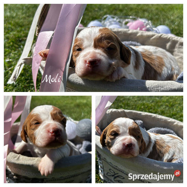 Spaniel Bretoński szczenięta