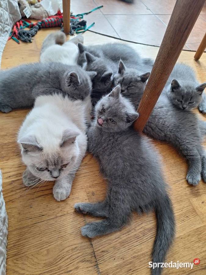 Kocięta brytyjskie Lipno