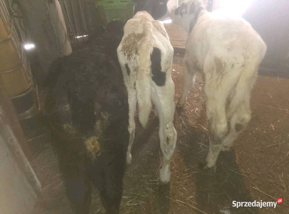 Byczki do dalszego chowu Mzurowa
