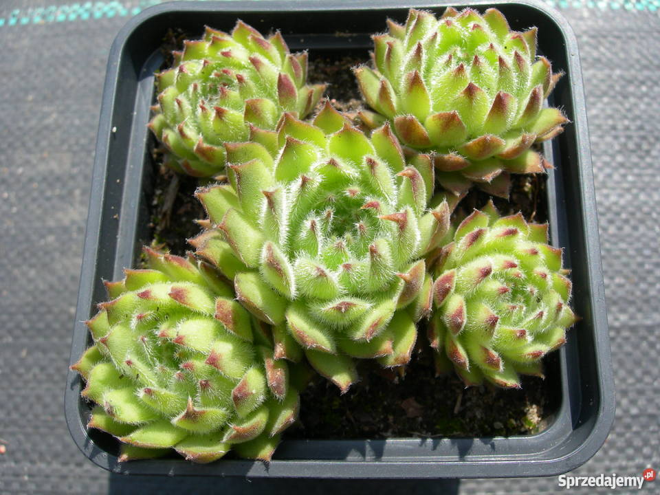 ROJNIK Sempervivum 30 Odmian Rośliny Rośliny Toporów